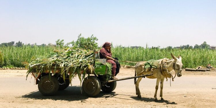 أزمة الأسمدة تتفاقم مع دخول فصل الشتاء... معاناة مستمرة للفلاحين في مصر 1 أزمة الأسمدة تتفاقم مع دخول فصل الشتاء: معاناة مستمرة للفلاحين في مصر